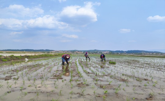 19.農(nóng)業(yè)總公司水稻插秧現(xiàn)場_副本.jpg